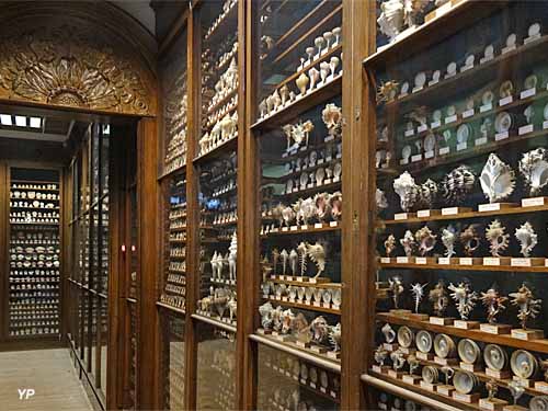 Musée Henri Dupuis - la collection de coquillage