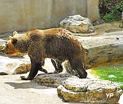 Parc animalier de Gramat - ours (doc. Bernard Tauran / Parc animalier de Gramat)