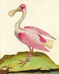 Spatule de couleur rose, de Cayenne (François-Nicolas Martinet - XVIIIe s.)  (doc. Musée-site Buffon, Montbard)