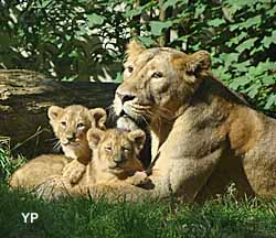 Lion d'Asie et ses lionceaux (doc. Zoo Mulhouse m2A)