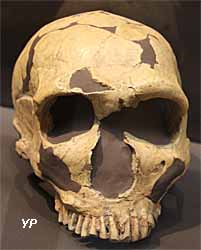 Musée d'Anthropologie Préhistorique - crâne de Neanderthal (doc. Yalta Production)