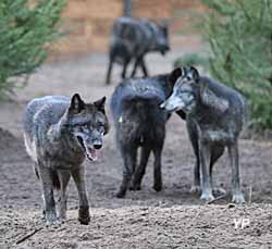 Zoo de Labenne - meute de loups