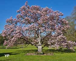 Magnolia classé Arbre remarquable