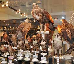 Musée ornithologique Charles-Payraudeau (doc. Ville de La Chaize-le-Vicomte)