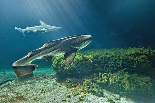 Aquarium de Vendée