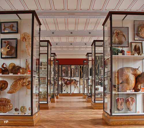 Musée Fragonard - Ecole nationale vétérinaire d'Alfort