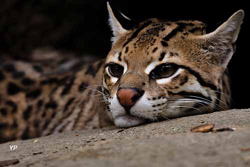 Parc Animalier des Pyrénées