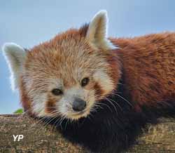 Parc Animalier des Pyrénées