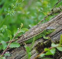 Lézard agile