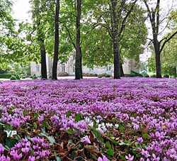 Cyclamen